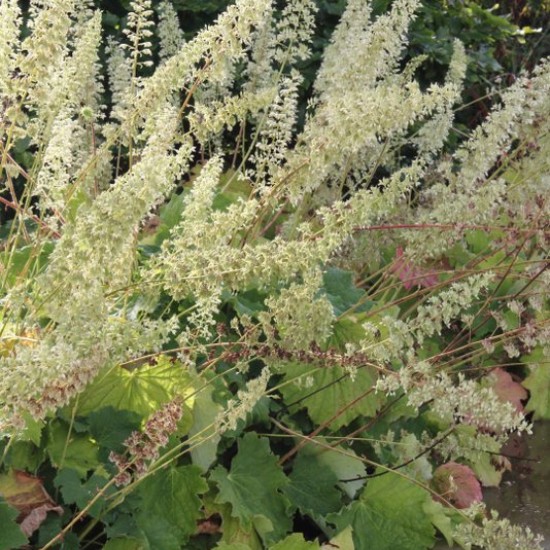 Alūnė (Heuchera villosa var. macrorrhiza)