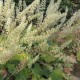 Alūnė (Heuchera villosa var. macrorrhiza)