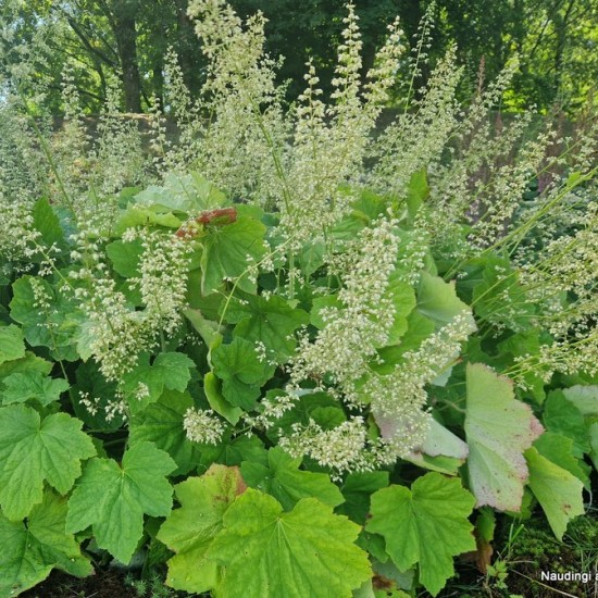Alūnė (Heuchera villosa var. macrorrhiza)