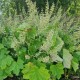 Alūnė (Heuchera villosa var. macrorrhiza)