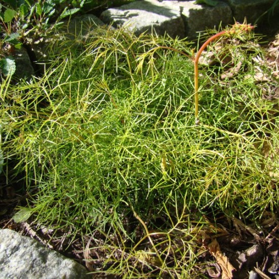 Arunkas 'Fairy Hair'