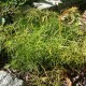 Arunkas 'Fairy Hair'