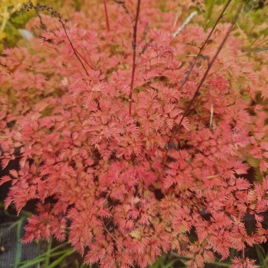Arunkas ‘Porzellan’