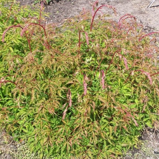 Arunkas 'Woldemar Meier'