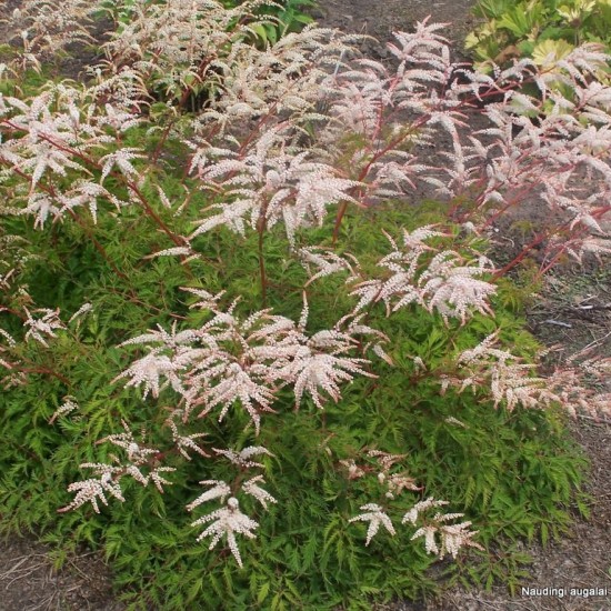 Arunkas 'Woldemar Meier'