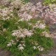 Arunkas 'Woldemar Meier'