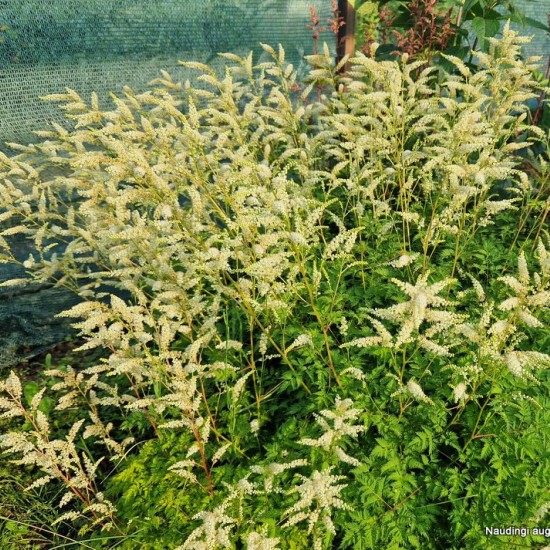 Arunkas ‘Porzellan’