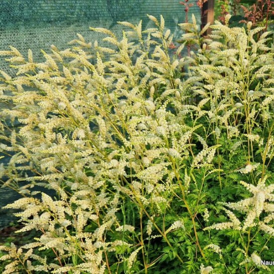 Arunkas ‘Porzellan’