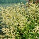 Arunkas ‘Porzellan’