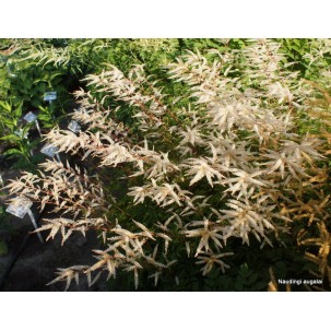 Arunkas 'Woldemar Meier'