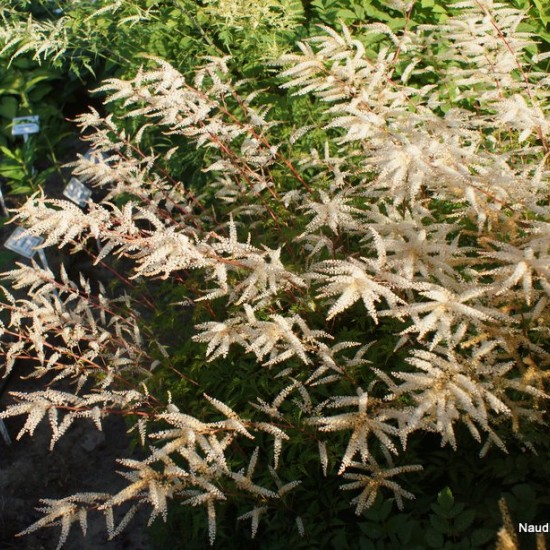 Arunkas 'Woldemar Meier'
