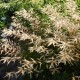 Arunkas 'Woldemar Meier'