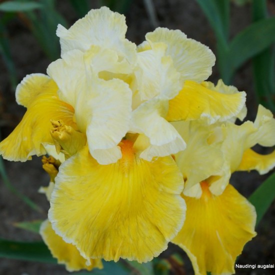 Aukštaūgis vilkdalgis 'Canary Delight'