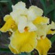 Aukštaūgis vilkdalgis 'Canary Delight'