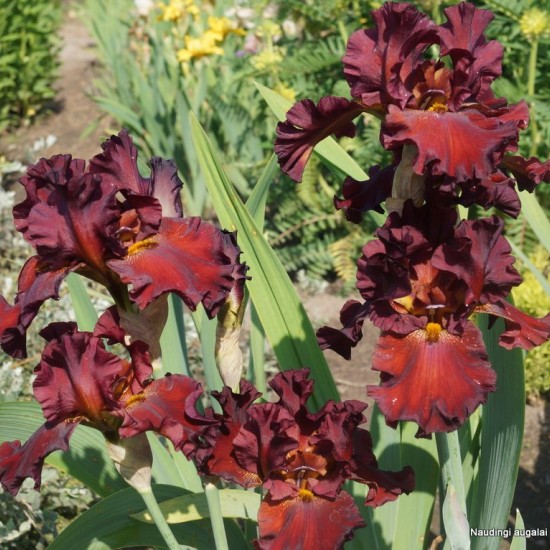 Aukštaūgis vilkdalgis 'Grateful Red'