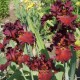 Aukštaūgis vilkdalgis 'Grateful Red'