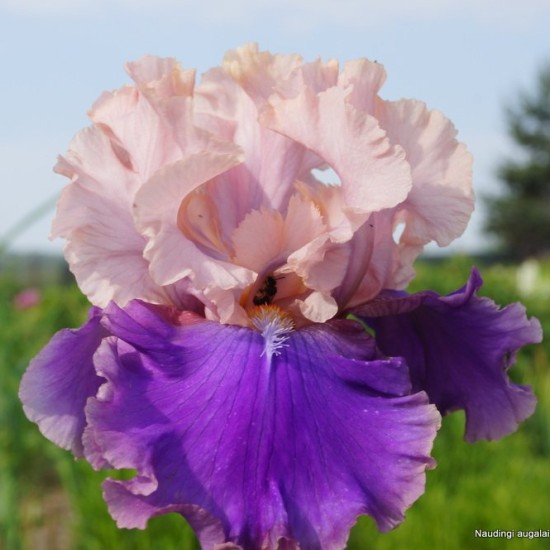 Aukštaūgis vilkdalgis 'Florentine Silk'