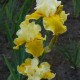 Aukštaūgis vilkdalgis 'Canary Delight'