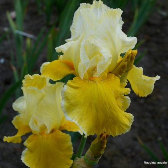 Aukštaūgis vilkdalgis 'Canary Delight'