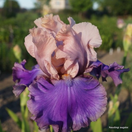 Aukštaūgis vilkdalgis 'Florentine Silk'