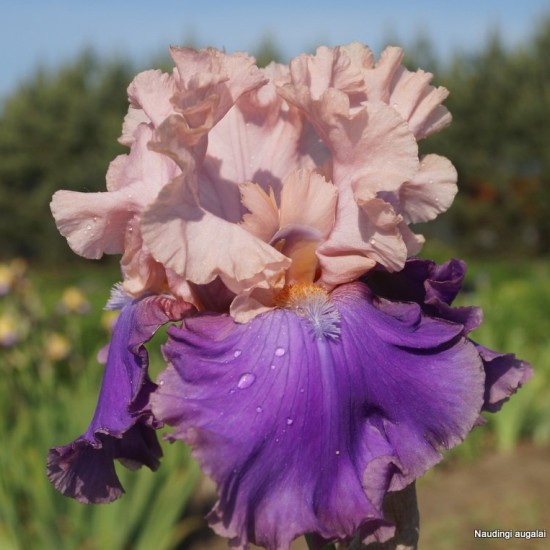 Aukštaūgis vilkdalgis 'Florentine Silk'