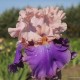 Aukštaūgis vilkdalgis 'Florentine Silk'