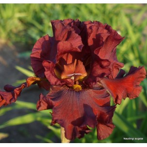 Aukštaūgis vilkdalgis 'Grateful Red'