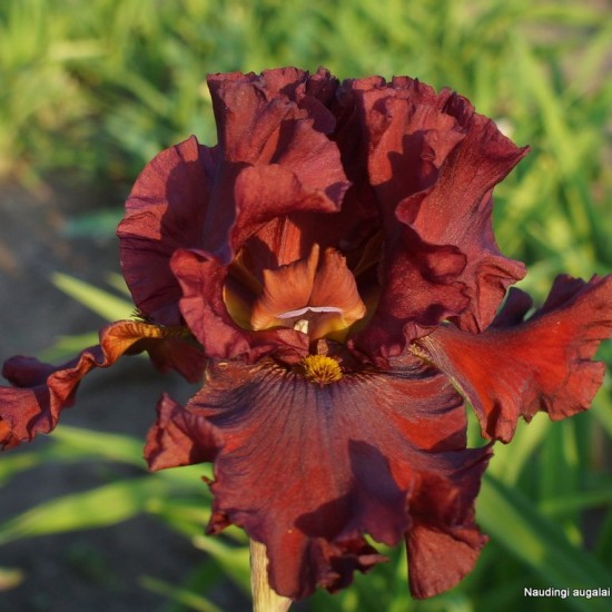 Aukštaūgis vilkdalgis 'Grateful Red'