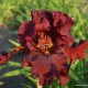 Aukštaūgis vilkdalgis 'Grateful Red'