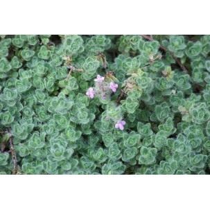 Čiobrelis vilnotasis ‘Pseudolanuginosus’