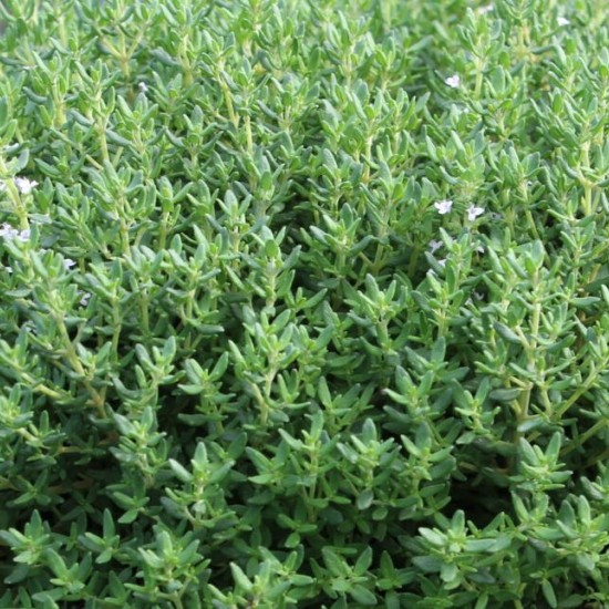 Vaistinis čiobrelis ‘Fredo’