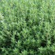 Vaistinis čiobrelis ‘Fredo’