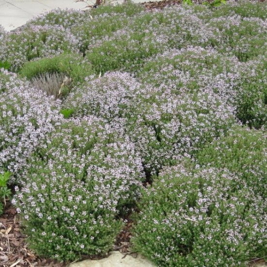 Vaistinis čiobrelis ‘Fredo’
