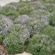 Vaistinis čiobrelis ‘Fredo’