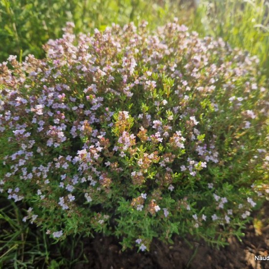 Vaistinis čiobrelis ‘Fredo’