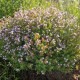 Vaistinis čiobrelis ‘Fredo’