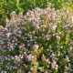 Vaistinis čiobrelis ‘Fredo’