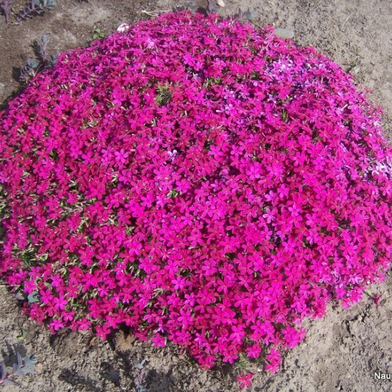 Flioksas ‘Ochsenblut’