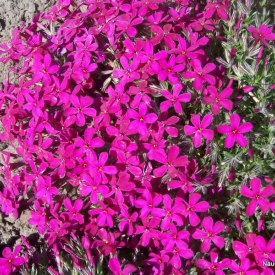Flioksas ‘Ochsenblut’