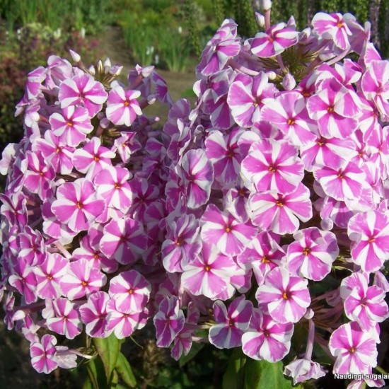Dėmėtasis flioksas ‘Natascha’