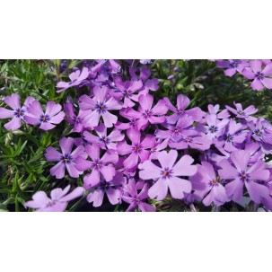 Flioksas ‘Purple Beauty’