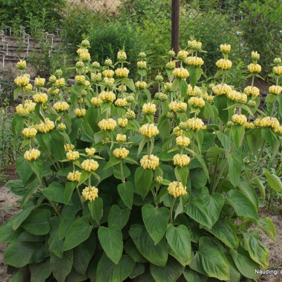 Gumbenė (Phlomis russeliana)