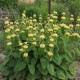 Gumbenė (Phlomis russeliana)