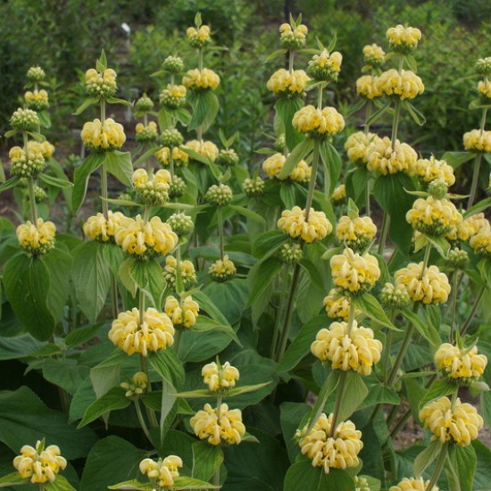 Gumbenė (Phlomis russeliana)
