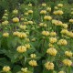 Gumbenė (Phlomis russeliana)