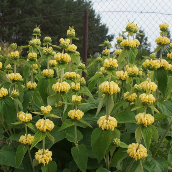 Gumbenė (Phlomis russeliana)