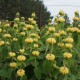 Gumbenė (Phlomis russeliana)