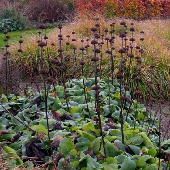 Gumbenė (Phlomis russeliana)