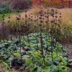 Gumbenė (Phlomis russeliana)
