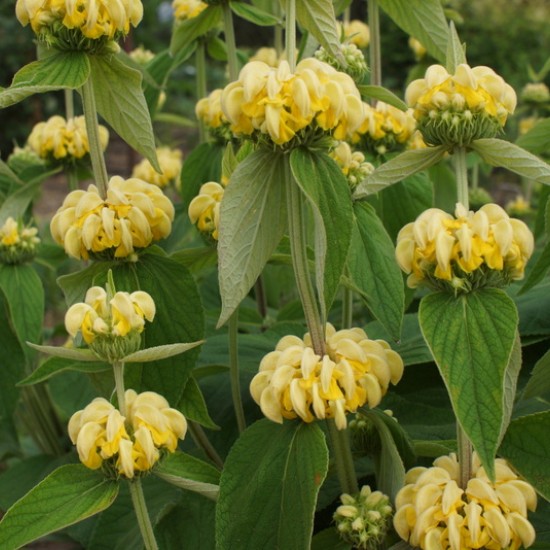 Gumbenė (Phlomis russeliana)